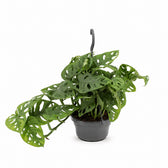 Monstera Adansonii - 30cm (Ø14cm) im Kulturtopf