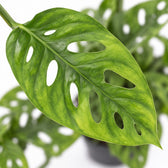 Monstera Adansonii, Nahaufnahme Blatt