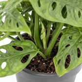 Monstera Adansonii, Nahaufnahme Wuchs und Triebansatz