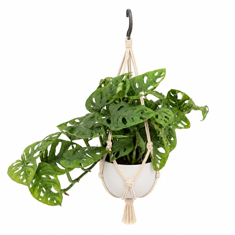 Monstera Adansonii - 30cm (Ø14cm) Detail