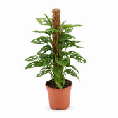 Monstera Adansonii - 60cm im Kulturtopf