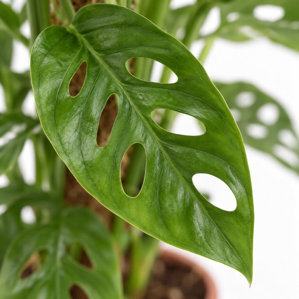Monstera Adansonii, Nahaufnahme Blatt
