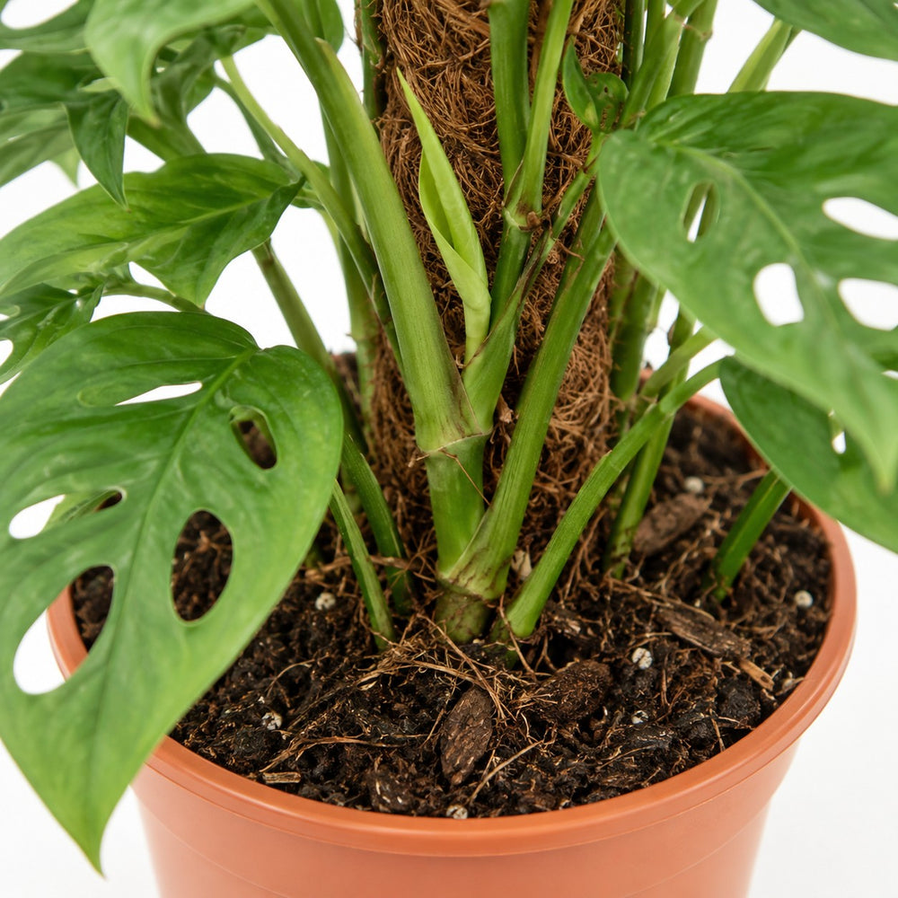 Monstera Adansonii, Nahaufnahme Wuchs und Triebansatz