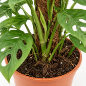 Monstera Adansonii, Nahaufnahme Wuchs und Triebansatz