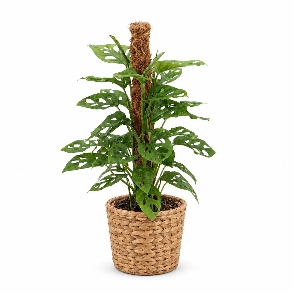 Monstera Adansonii - 60cm, Stylingbeispiel im Übertopf (Übertopf nicht enthalten)