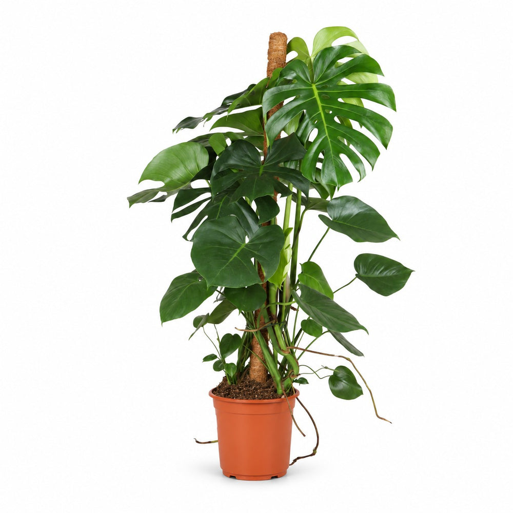 Monstera Deliciosa (105cm, Ø24cm) im Kulturtopf