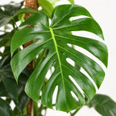 Monstera Deliciosa (105cm, Ø24cm), Nahaufnahme Blatt