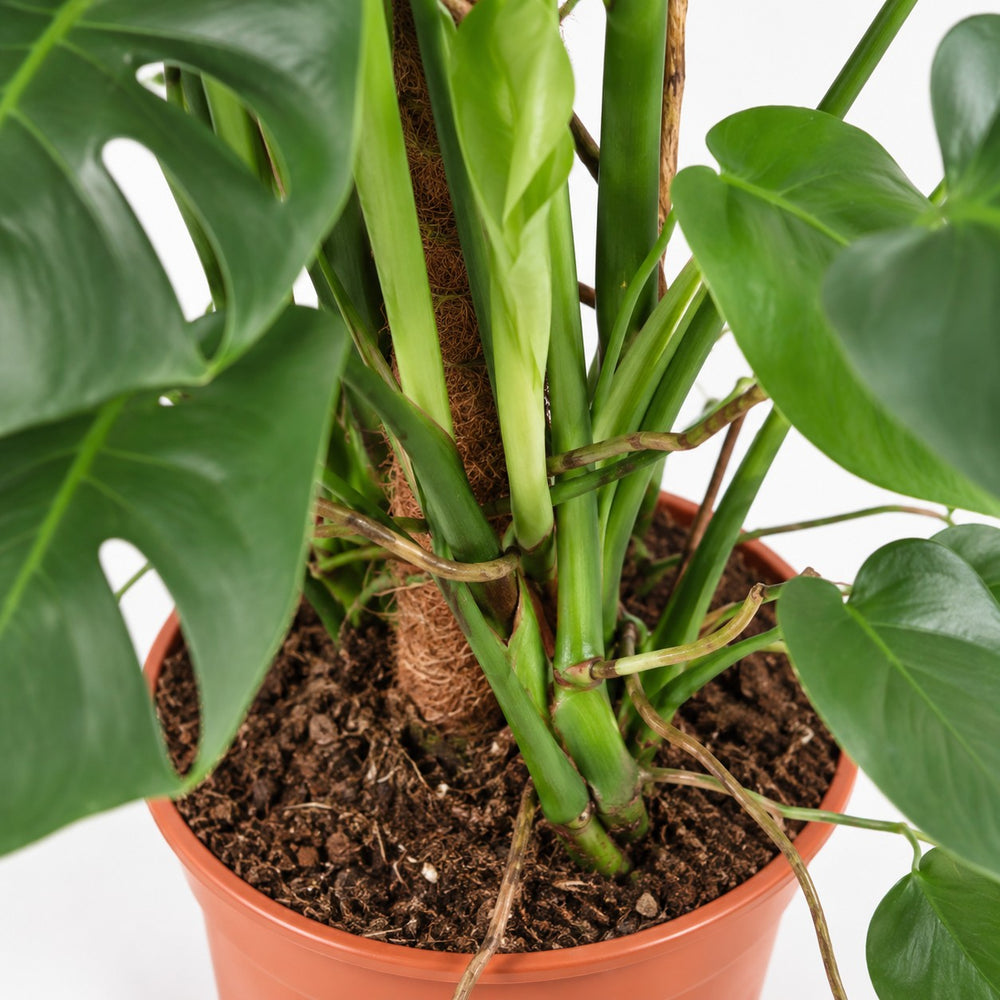 Monstera Deliciosa (105cm, Ø24cm), Nahaufnahme Wuchs und Triebansatz