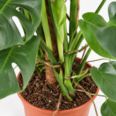 Monstera Deliciosa (105cm, Ø24cm), Nahaufnahme Wuchs und Triebansatz