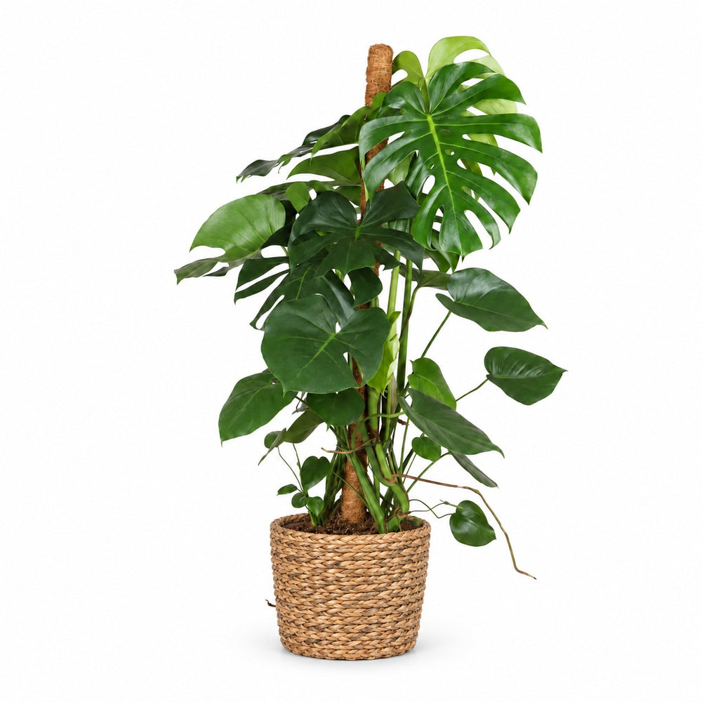 Monstera Deliciosa (105cm, Ø24cm), Stylingbeispiel im Übertopf (Übertopf nicht enthalten)
