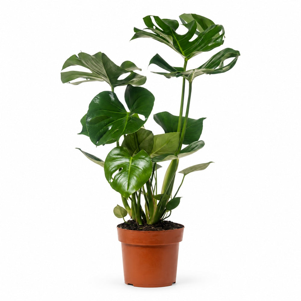 Monstera Deliciosa (55cm, Ø17cm) im Kulturtopf