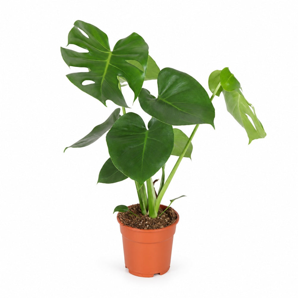 Monstera Deliciosa (55cm, Ø17cm (mehrtriebig)) im Kulturtopf