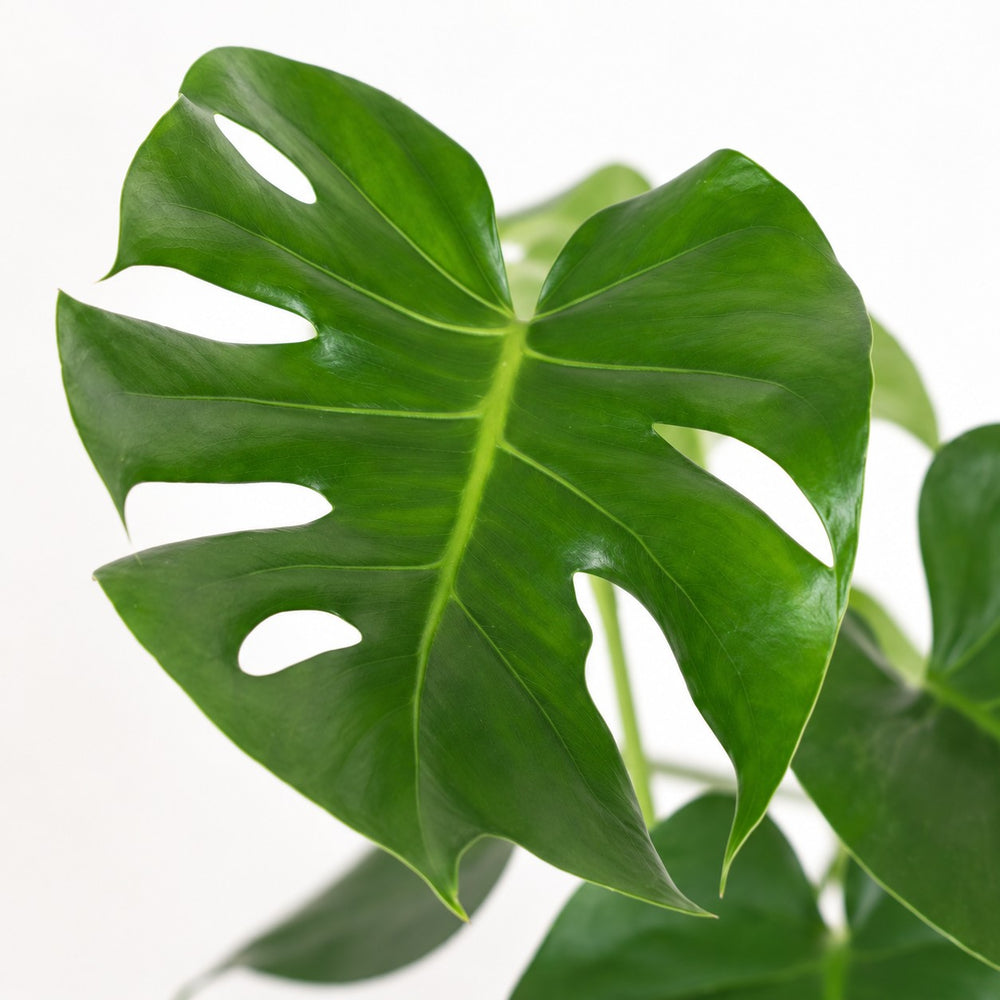 Monstera Deliciosa (55cm, Ø17cm (mehrtriebig)), Nahaufnahme Blatt