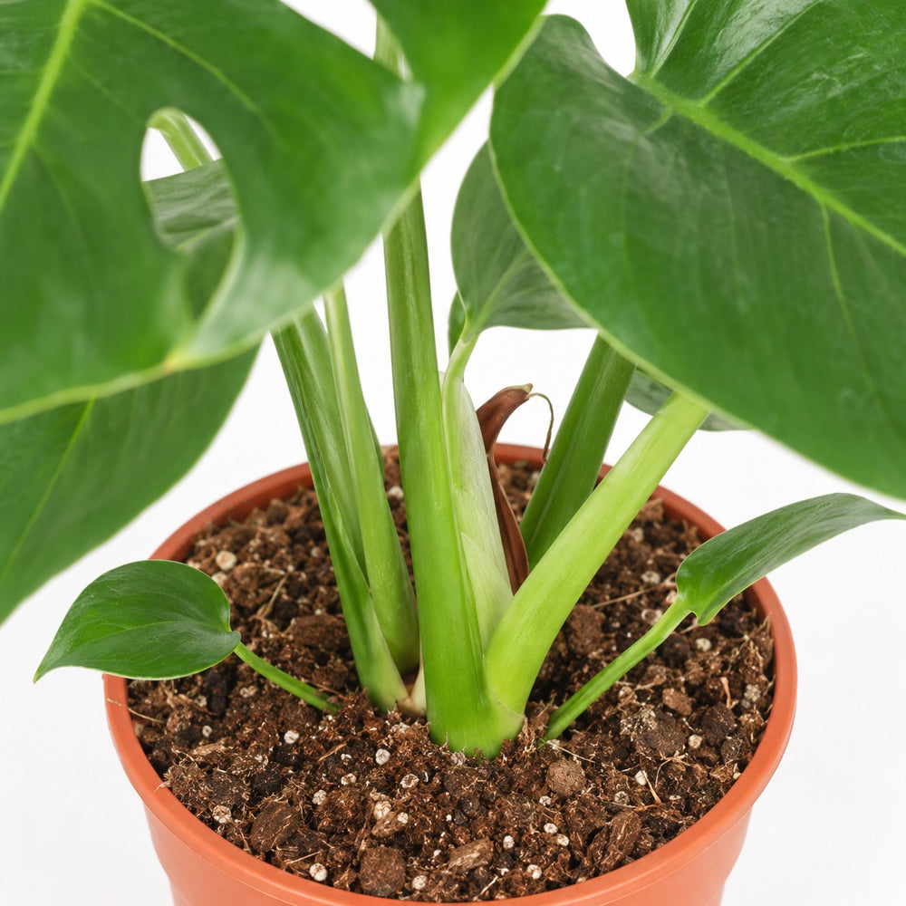 Monstera Deliciosa (55cm, Ø17cm (mehrtriebig)), Nahaufnahme Wuchs und Triebansatz
