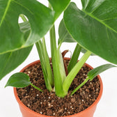 Monstera Deliciosa (55cm, Ø17cm (mehrtriebig)), Nahaufnahme Wuchs und Triebansatz