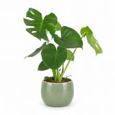 Monstera Deliciosa (55cm, Ø17cm (mehrtriebig)), Stylingbeispiel im Übertopf (Übertopf nicht enthalten)