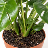 Monstera Deliciosa (55cm, Ø17cm), Nahaufnahme Wuchs und Triebansatz