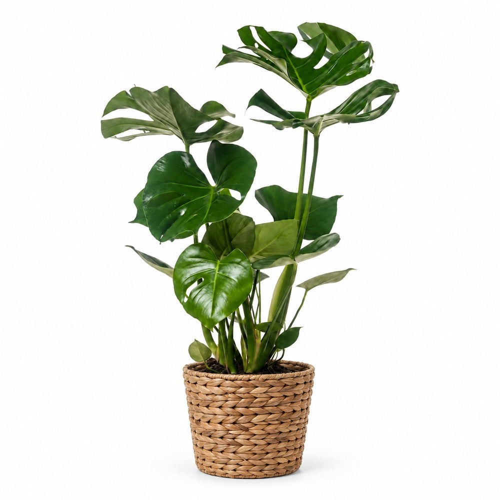 Monstera Deliciosa (55cm, Ø17cm), Stylingbeispiel im Übertopf (Übertopf nicht enthalten)