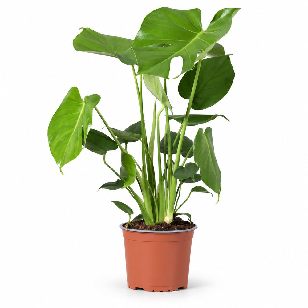 Monstera Deliciosa (60cm, Ø17cm) im Kulturtopf