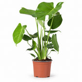 Monstera Deliciosa (60cm, Ø17cm) im Kulturtopf