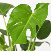Monstera Deliciosa (60cm, Ø17cm), Nahaufnahme Blatt