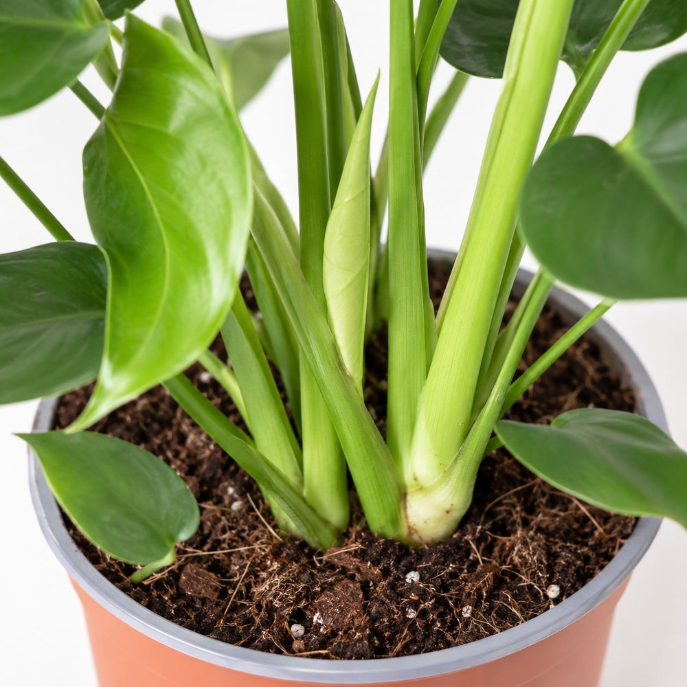 Monstera Deliciosa (60cm, Ø17cm), Nahaufnahme Wuchs und Triebansatz