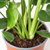 Monstera Deliciosa (60cm, Ø17cm), Nahaufnahme Wuchs und Triebansatz