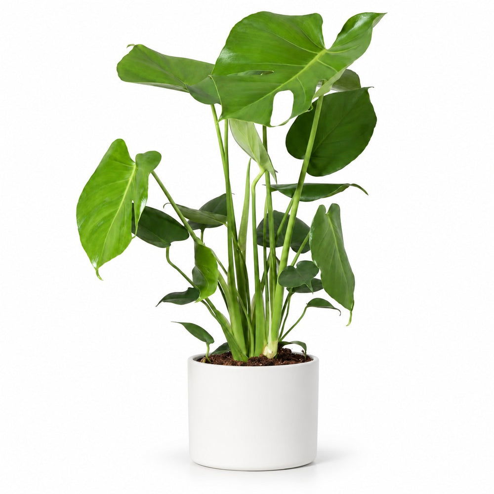 Monstera Deliciosa (60cm, Ø17cm), Stylingbeispiel im Übertopf (Übertopf nicht enthalten)