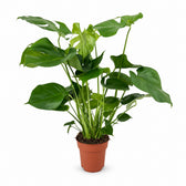 Monstera Deliciosa (60cm, Ø19cm) im Kulturtopf