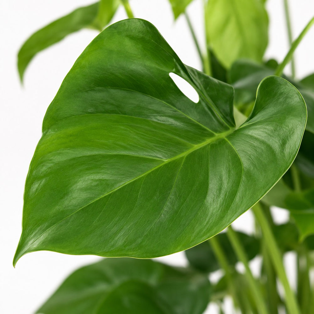 Monstera Deliciosa (60cm, Ø19cm), Nahaufnahme Blatt