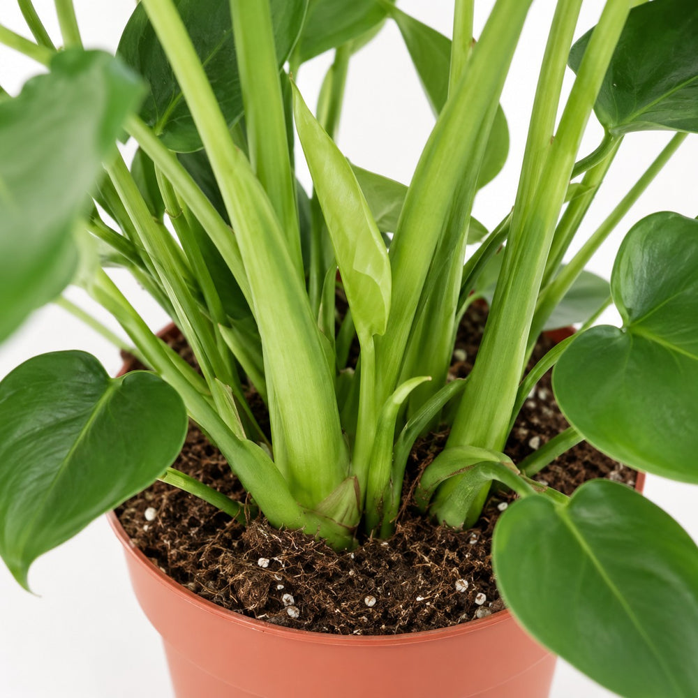 Monstera Deliciosa (60cm, Ø19cm), Nahaufnahme Wuchs und Triebansatz