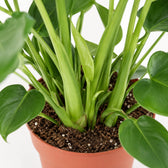 Monstera Deliciosa (60cm, Ø19cm), Nahaufnahme Wuchs und Triebansatz