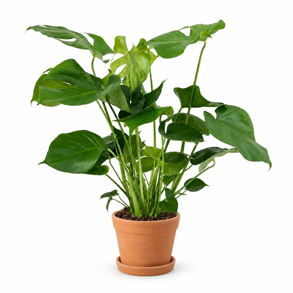 Monstera Deliciosa (60cm, Ø19cm), Stylingbeispiel im Übertopf (Übertopf nicht enthalten)