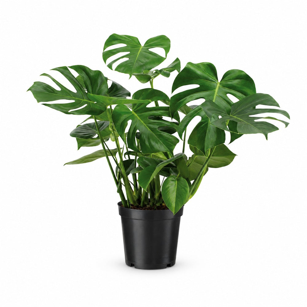 Monstera Deliciosa (65cm, Ø21cm) im Kulturtopf