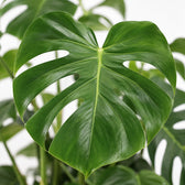 Monstera Deliciosa (65cm, Ø21cm), Nahaufnahme Blatt