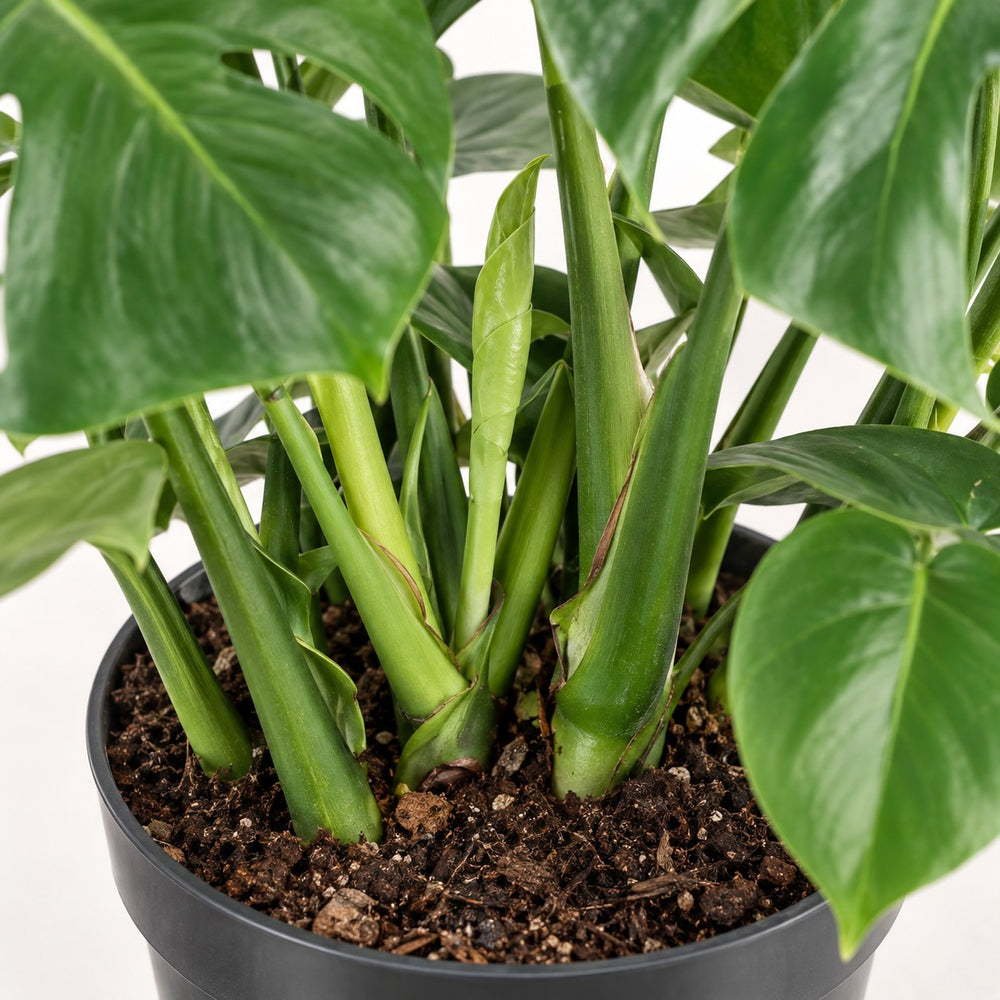 Monstera Deliciosa (65cm, Ø21cm), Nahaufnahme Wuchs und Triebansatz