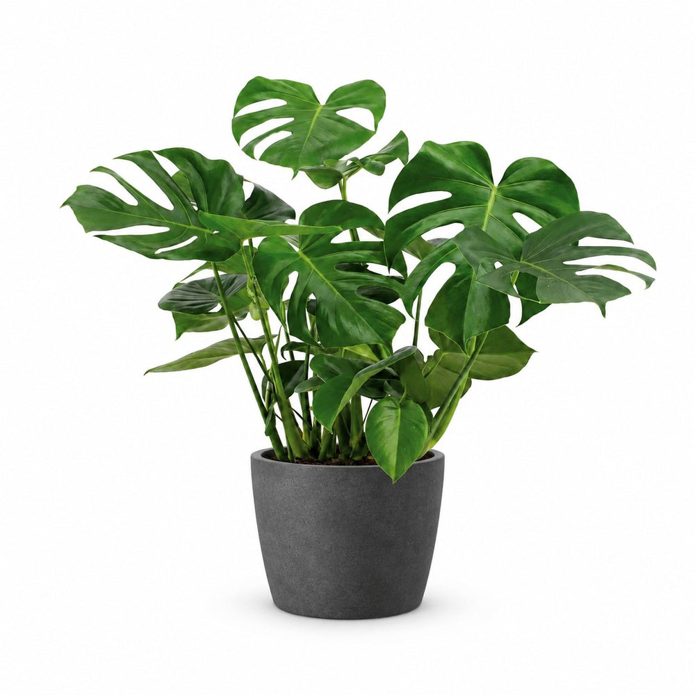 Monstera Deliciosa (65cm, Ø21cm), Stylingbeispiel im Übertopf (Übertopf nicht enthalten)