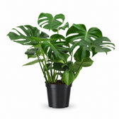 Monstera Deliciosa (75cm, Ø21cm) im Kulturtopf