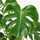Monstera Deliciosa (75cm, Ø21cm), Nahaufnahme Blatt