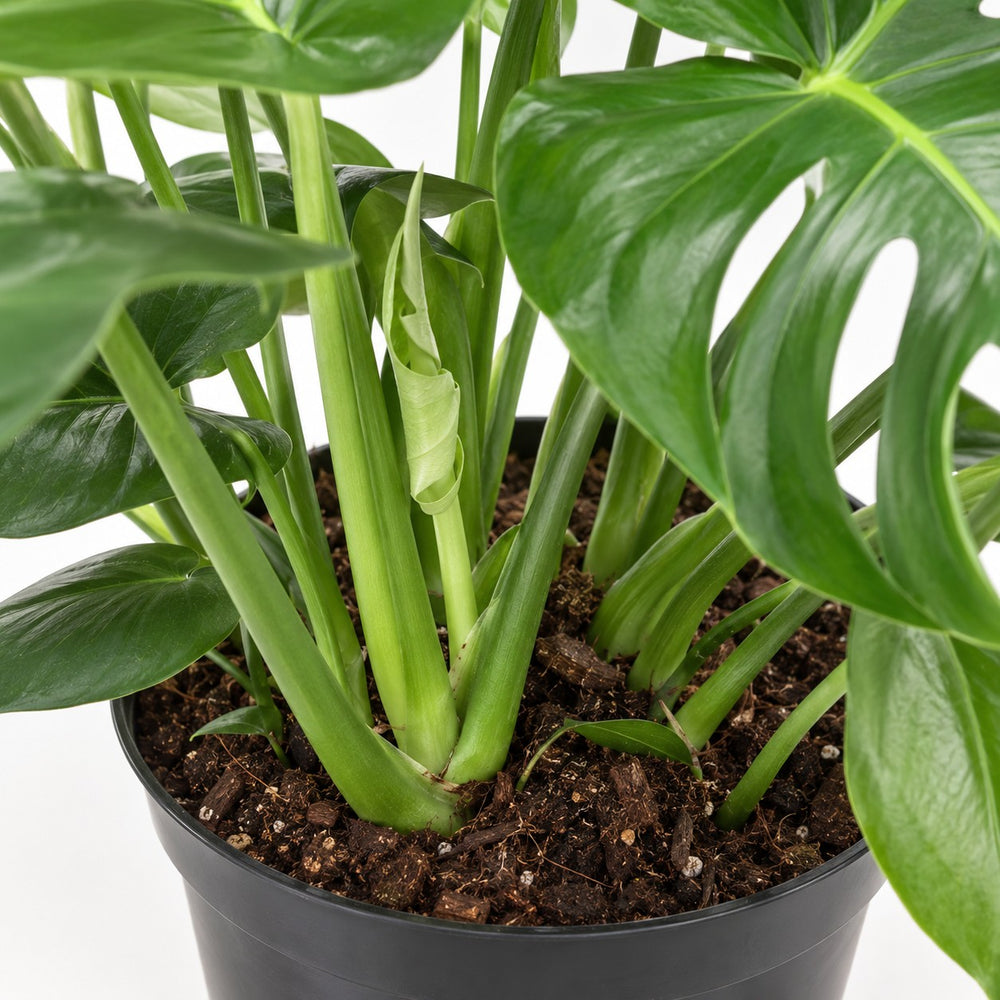 Monstera Deliciosa (75cm, Ø21cm), Nahaufnahme Wuchs und Triebansatz