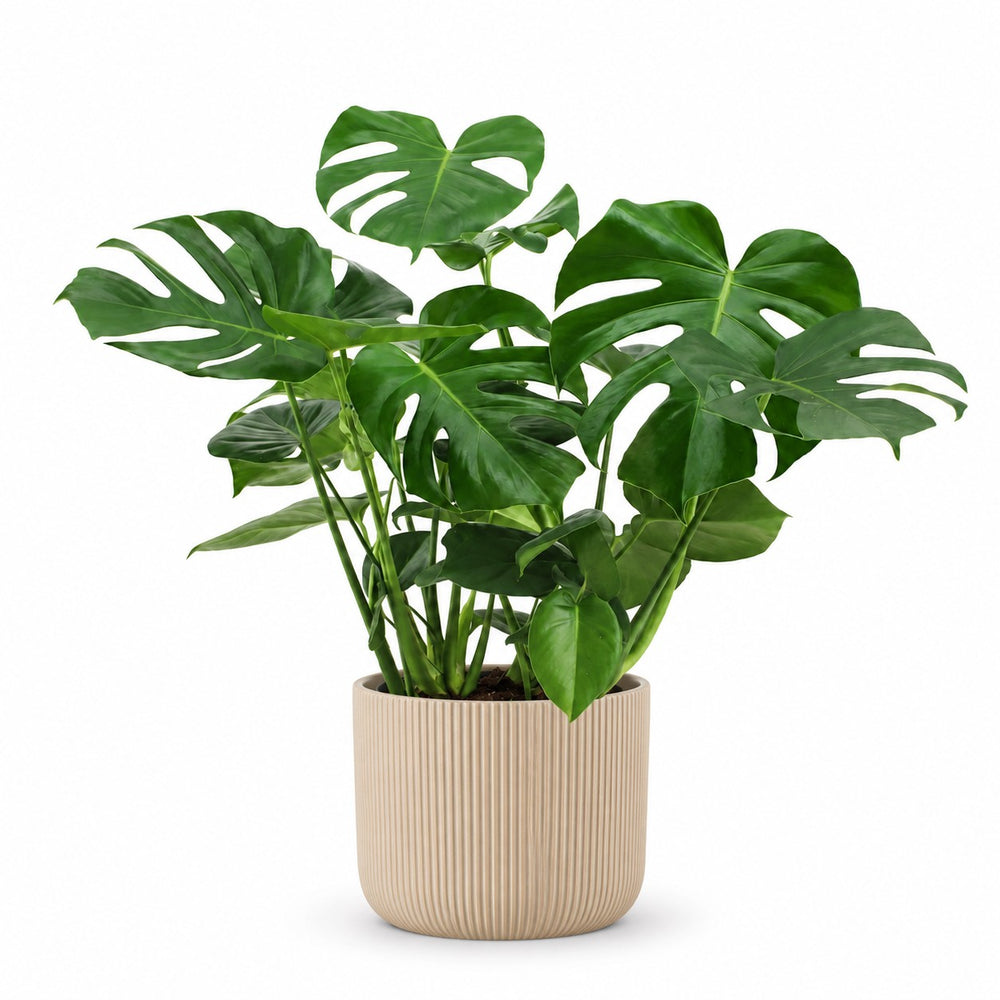 Monstera Deliciosa (75cm, Ø21cm), Stylingbeispiel im Übertopf (Übertopf nicht enthalten)