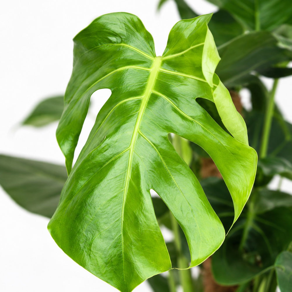 Monstera Deliciosa am Moosstab, Nahaufnahme Blatt