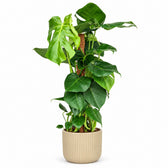 Monstera Deliciosa am Moosstab - 80cm, Stylingbeispiel im Übertopf (Übertopf nicht enthalten)