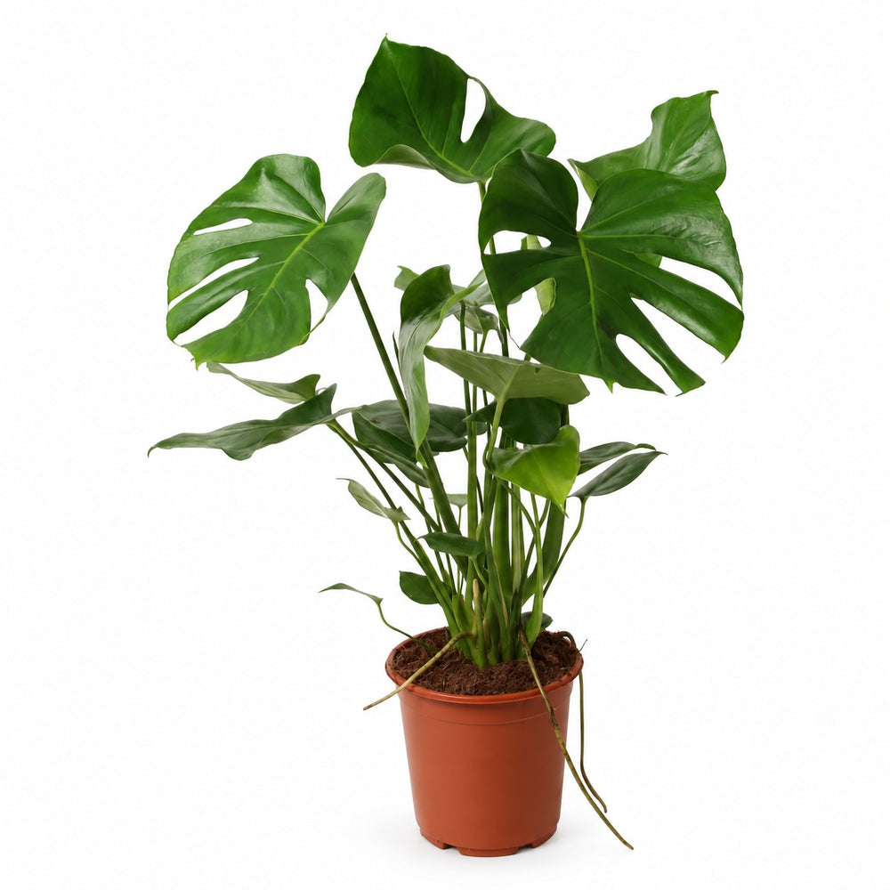 Monstera Deliciosa buschig - 60cm im Kulturtopf