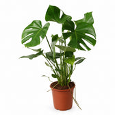 Monstera Deliciosa buschig - 60cm im Kulturtopf