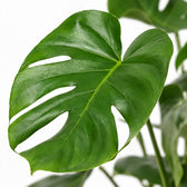 Monstera Deliciosa buschig, Nahaufnahme Blatt