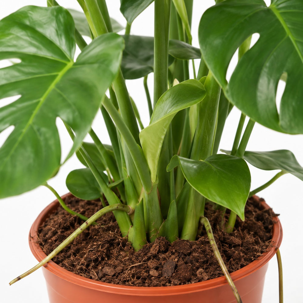 Monstera Deliciosa buschig, Nahaufnahme Wuchs und Triebansatz