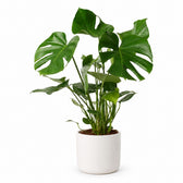Monstera Deliciosa buschig - 60cm, Stylingbeispiel im Übertopf (Übertopf nicht enthalten)