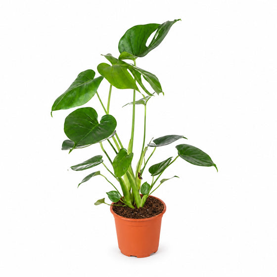 Monstera Deliciosa