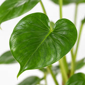 Monstera Deliciosa, Nahaufnahme Blatt